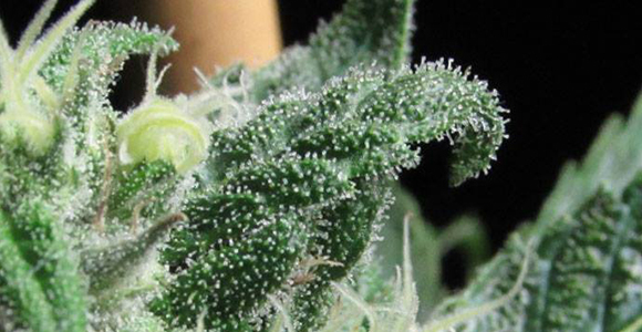 Snowhigh Seeds - Blue Dream x Johnny Blaze